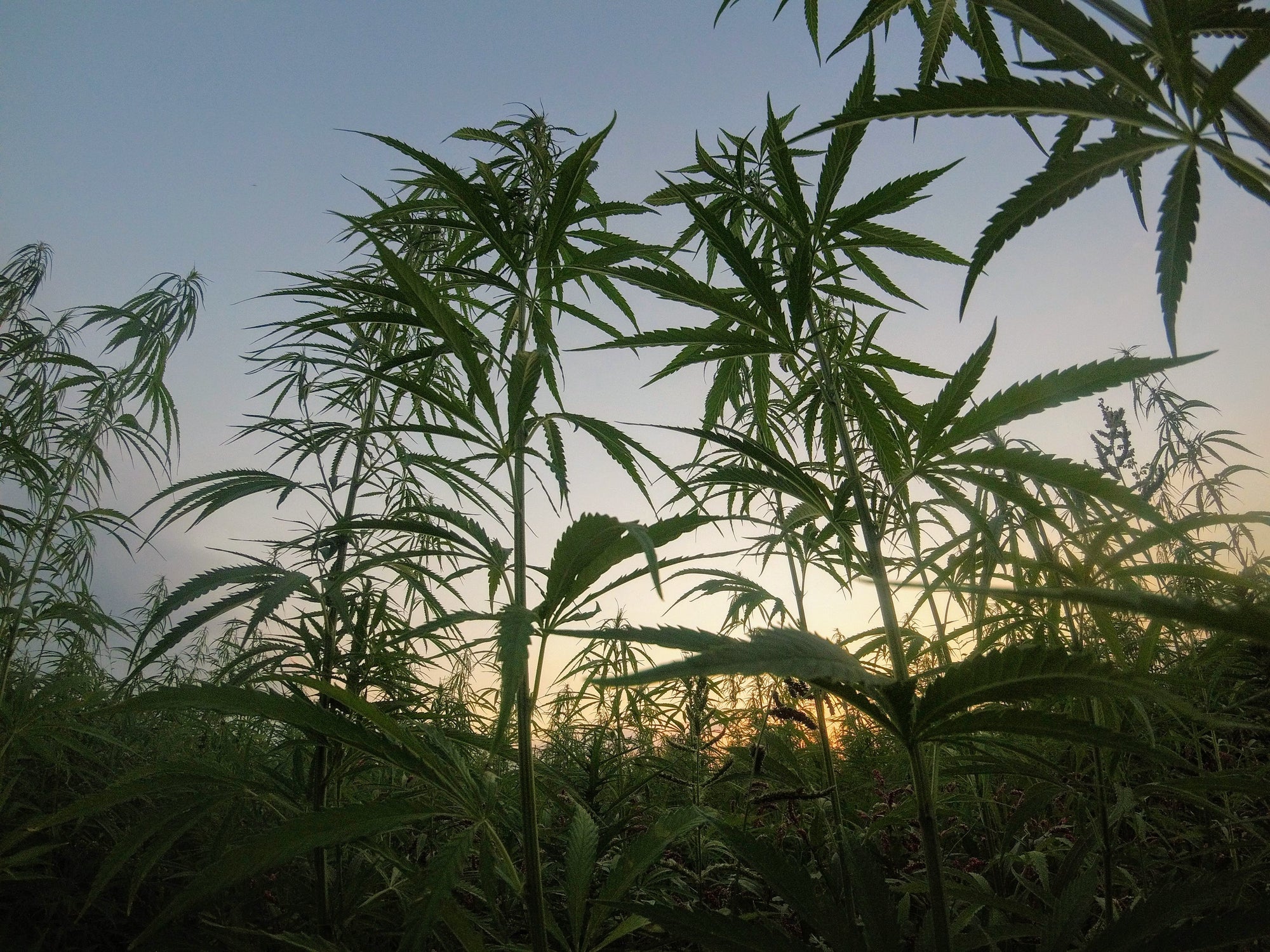 American Hemp – renewing a lost industry